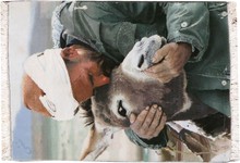 tabriz Rug - # 100583